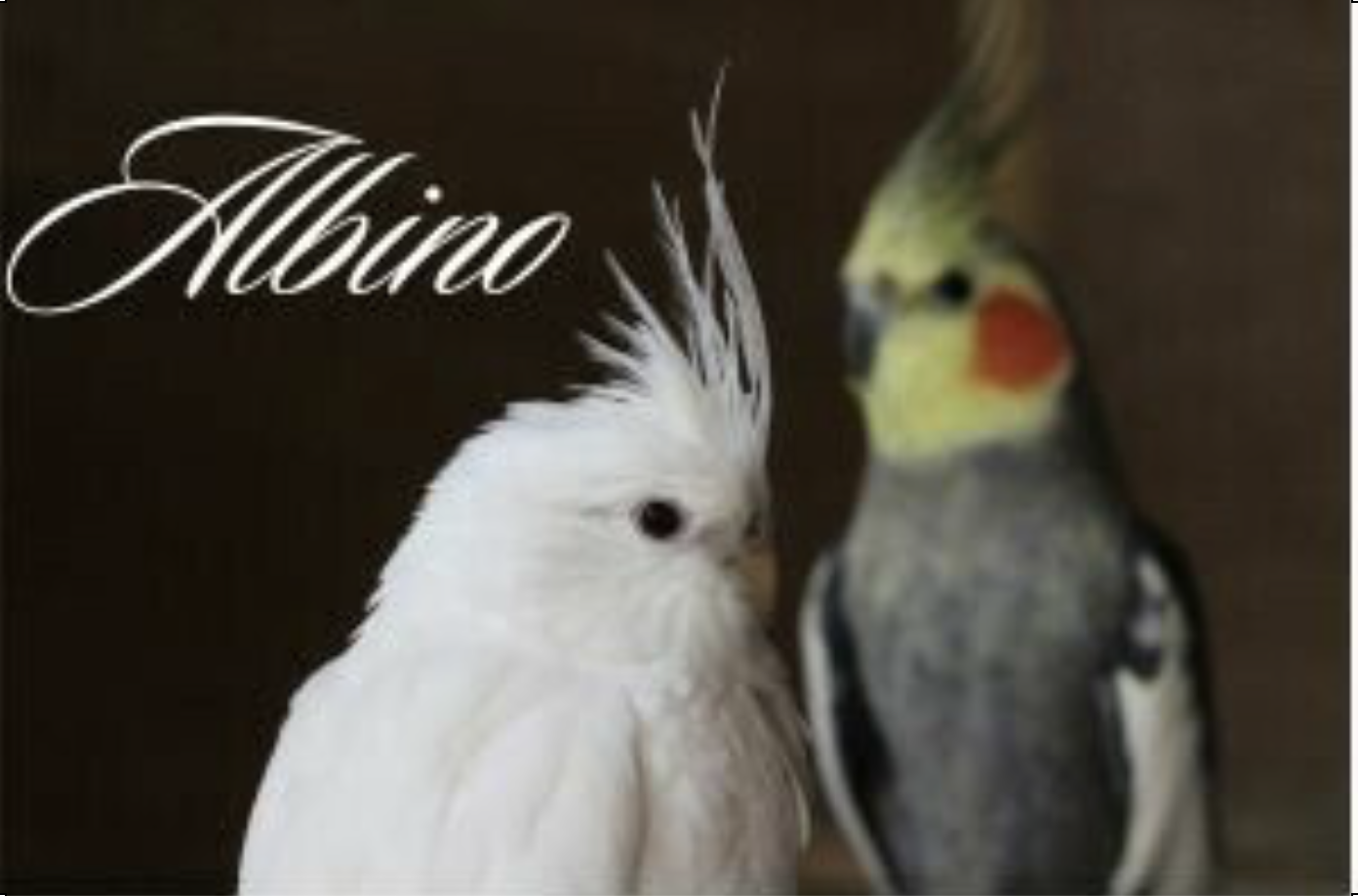 albino cockatiel